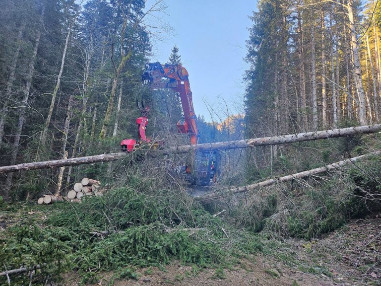 Woody20251108_093317